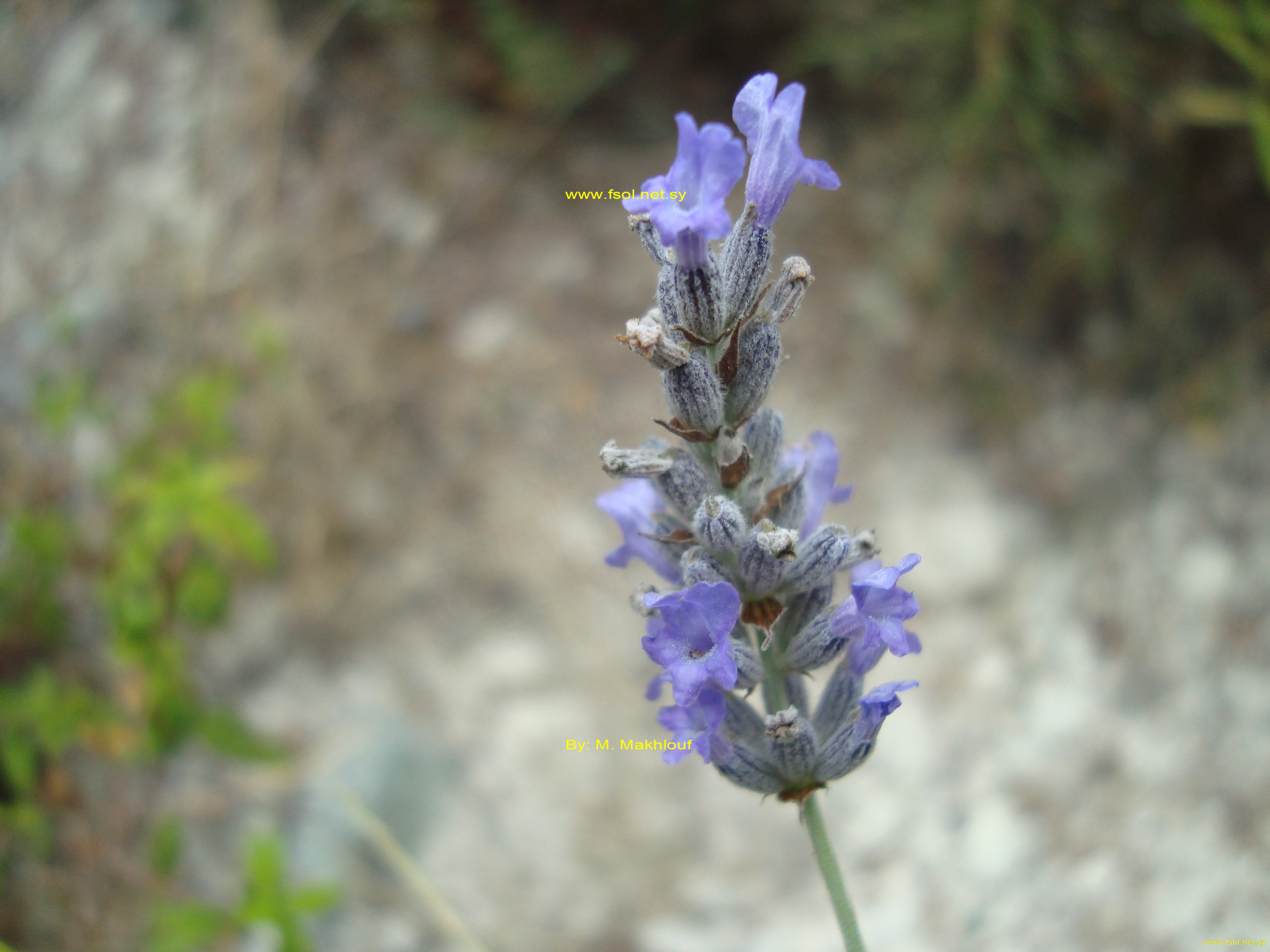 Lavandula angustifolia Mill.